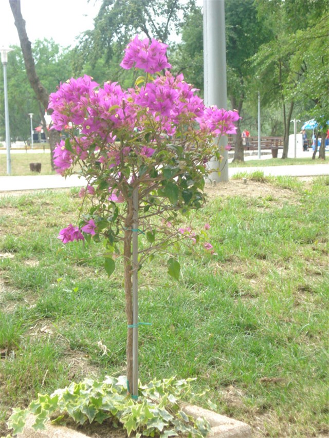 Flora Art Zagreb